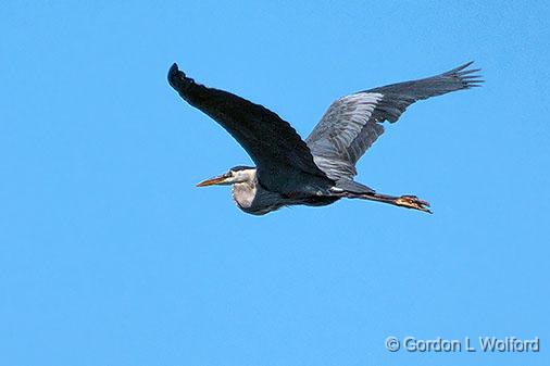 Heron In Flight_DSCF03567.jpg - Great Blue Heron (Ardea herodias) photographed along the Rideau Canal Waterway near Croby, Ontario, Canada.